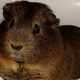 Este conejillo de indias se llama “Hanger Dan”. Imagen: Portland Guinea Pig Rescue